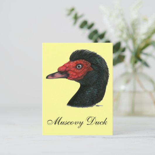 Ente: Muscovy Head Postkarte (Stehend Vorderseite)