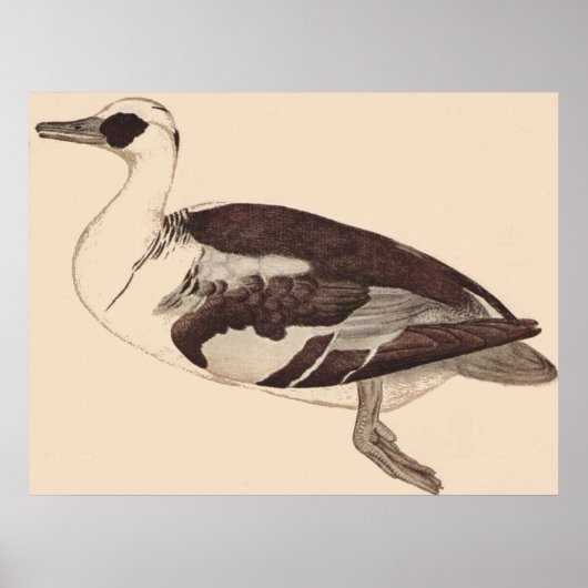 Ente - Pisanello - c1450 Poster (Vorne)