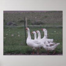 Ente