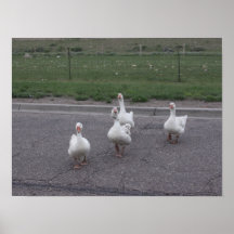 Ente