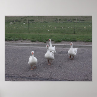 Ente Poster