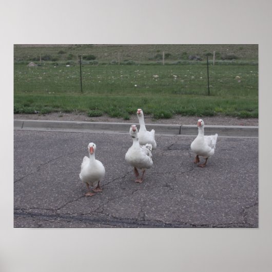Ente Poster (Vorne)
