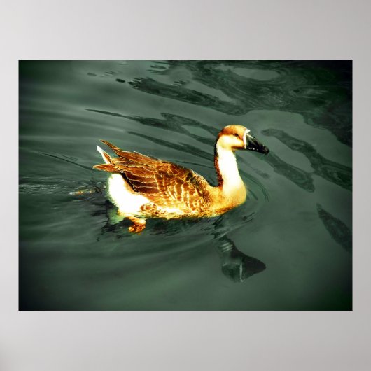 Ente Poster (Vorne)