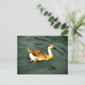 Ente Postkarte (Stehend Vorderseite)