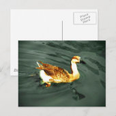 Ente Postkarte (Vorne/Hinten)