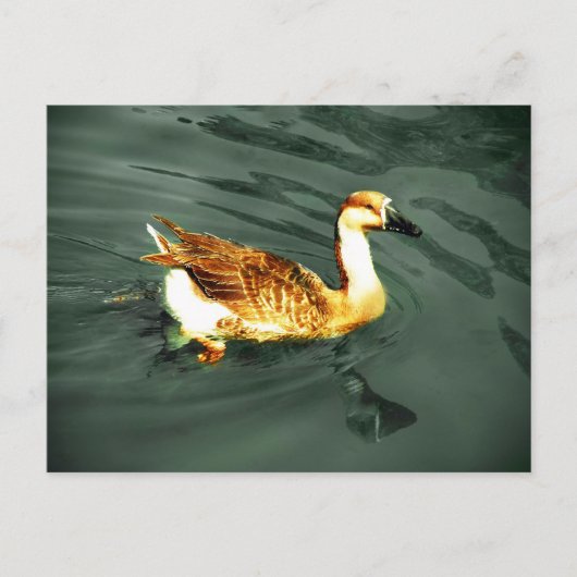 Ente Postkarte (Vorderseite)