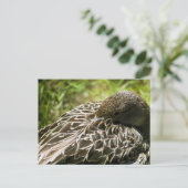 Ente Postkarte (Stehend Vorderseite)
