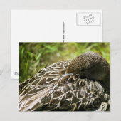 Ente Postkarte (Vorne/Hinten)