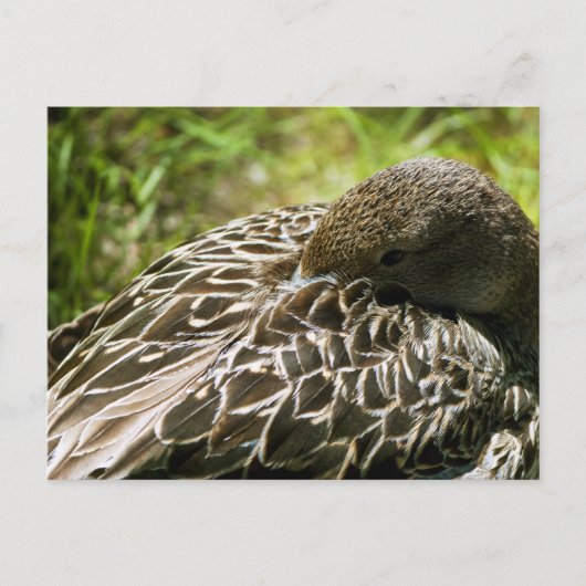 Ente Postkarte (Vorderseite)