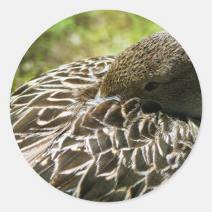 Ente Runder Aufkleber
