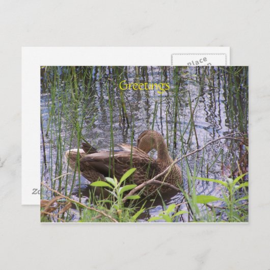 Ente schwimmen auf einem Teich Postkarte (Vorne/Hinten)