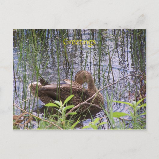 Ente schwimmen auf einem Teich Postkarte (Vorderseite)