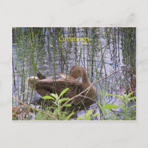 Ente schwimmt auf einem Teich Postkarte