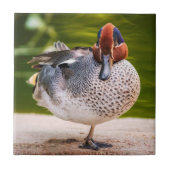 Ente stößt auf fliese (Vorderseite)