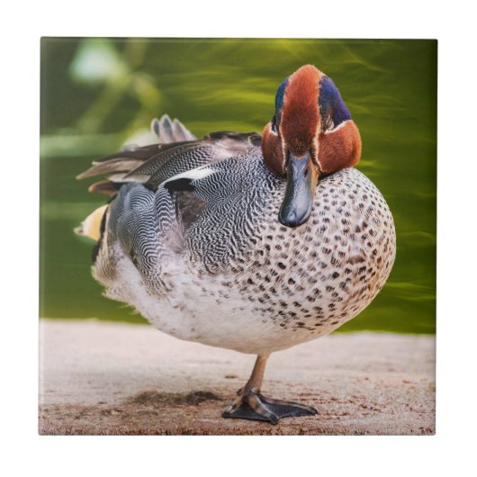 Ente stößt auf fliese (Vorderseite)