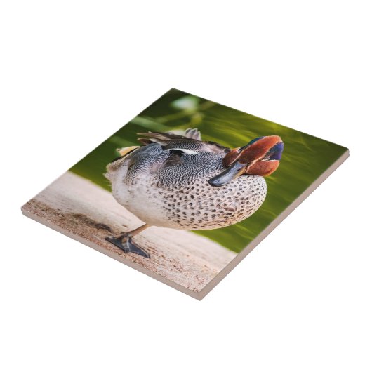 Ente stößt auf fliese (Seite)