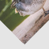 Ente stößt auf seidenpapier (Ausschnitt)