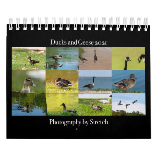 Ente und Gänse Fotografie 2021 Kalender
