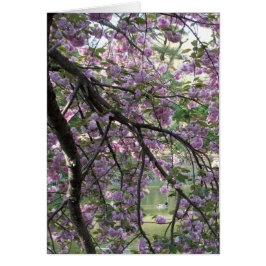 Ente unter Kirschblüten