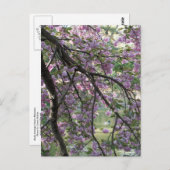 Ente unter Kirschblüten Postkarte (Vorne/Hinten)