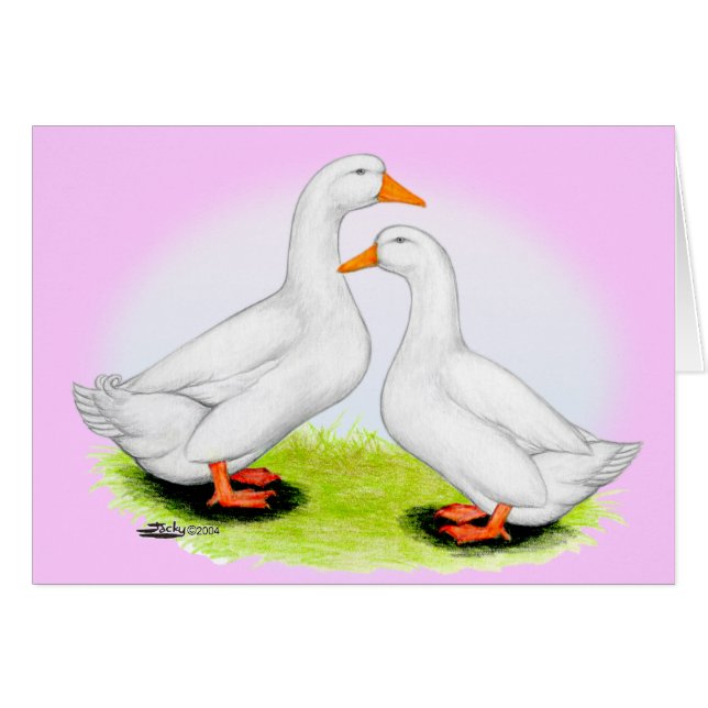 Ente: Weiße Pekins (Vorderseite (Horizontal))