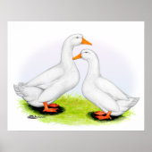Ente: Weiße Pekins Poster (Vorne)