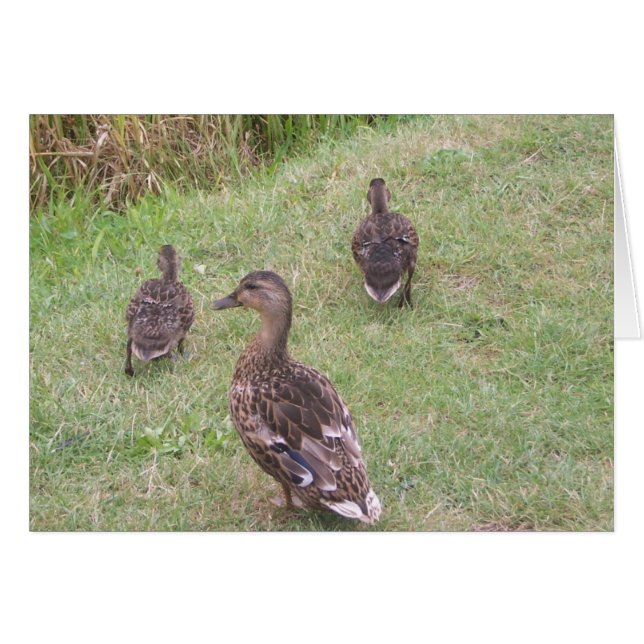 Enten (Vorderseite (Horizontal))