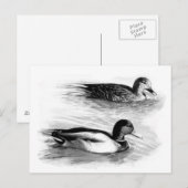 Enten am See Postkarte (Vorne/Hinten)