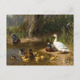 Enten am Wasser von Carl Jutz Postkarte