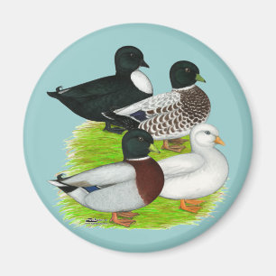 Enten: Anruf-Quartett Magnet