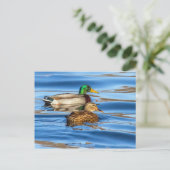 Enten auf blauem Wasser Postkarte (Stehend Vorderseite)