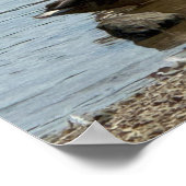 Enten auf dem Creek Poster (Ecke)