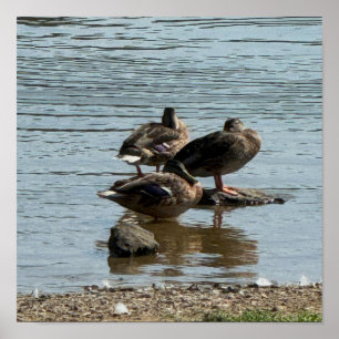 Enten auf dem Creek Poster