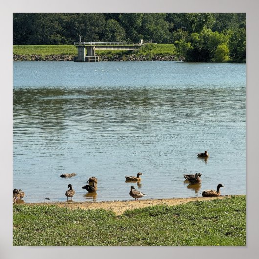 Enten auf dem Creek Poster (Vorne)