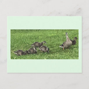 Enten auf dem Gras Postkarte