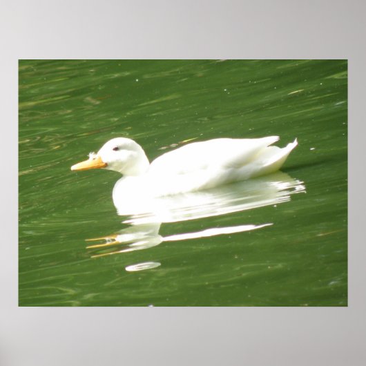Enten auf dem Wasser Print Poster (Vorne)