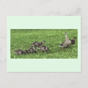 Enten auf der Graspostkarte Feiertagspostkarte