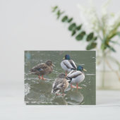 Enten auf der Postkarte der EisDIY (Stehend Vorderseite)
