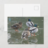 Enten auf der Postkarte der EisDIY (Vorne/Hinten)