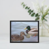Enten auf der Postkarte eines Teiches (Stehend Vorderseite)