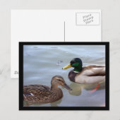 Enten auf der Postkarte eines Teiches (Vorne/Hinten)