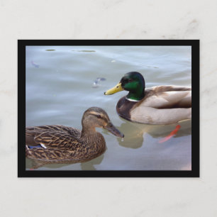 Enten auf der Postkarte eines Teiches