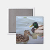 Enten auf einem Pond Magnet (Vorderseite/Rückseite)
