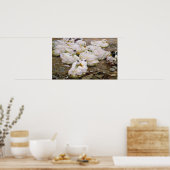 Enten auf einem Teich Poster (Küche)