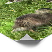 Enten auf Gras Poster (Ecke)