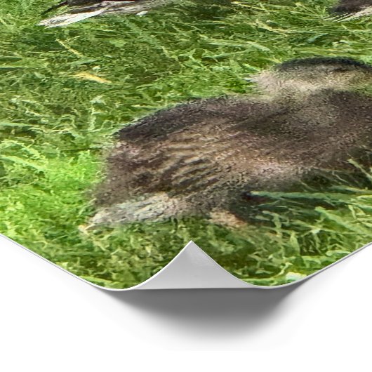 Enten auf Gras Poster (Ecke)