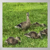 Enten auf Gras Poster (Vorne)