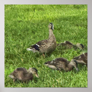 Enten auf Gras Poster
