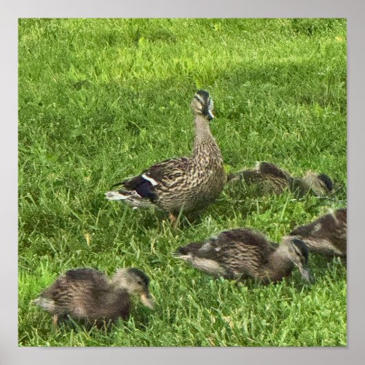 Enten auf Gras Poster (Vorne)