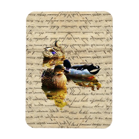 Enten auf Vintagem Papier Magnet (Vertikal)